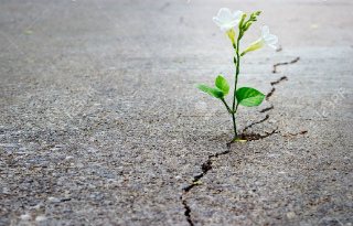 41537383-white-flower-growing-on-crack-street-soft-focus-blank-text-Stock-Photo